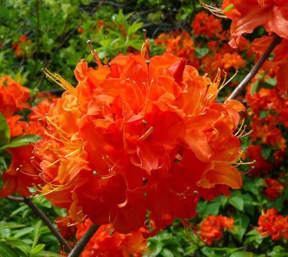 ( 1 ) - Mandarin Lights Orange Deciduous - Starter Plant ( 7L ) ( 1 live plant ) gallery