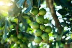 5 Macadamia Nut Tree Seeds – Macadamia integrifolia – Ships from Iowa, USA