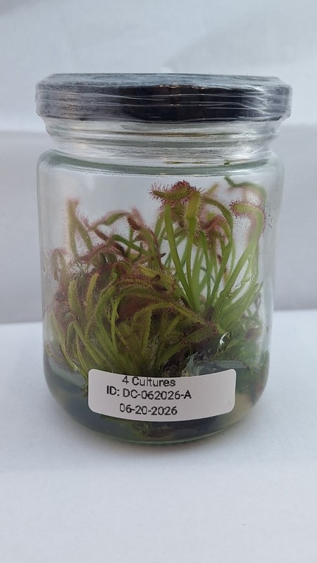 D. Capensis Cape Sundew "Typical Form" In Vitro TC Jar- 4 Live Mother Cultures gallery