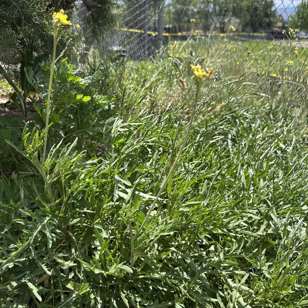 Wild Rocket Arugula Plant