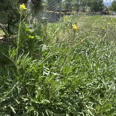 Wild Rocket Arugula Plant