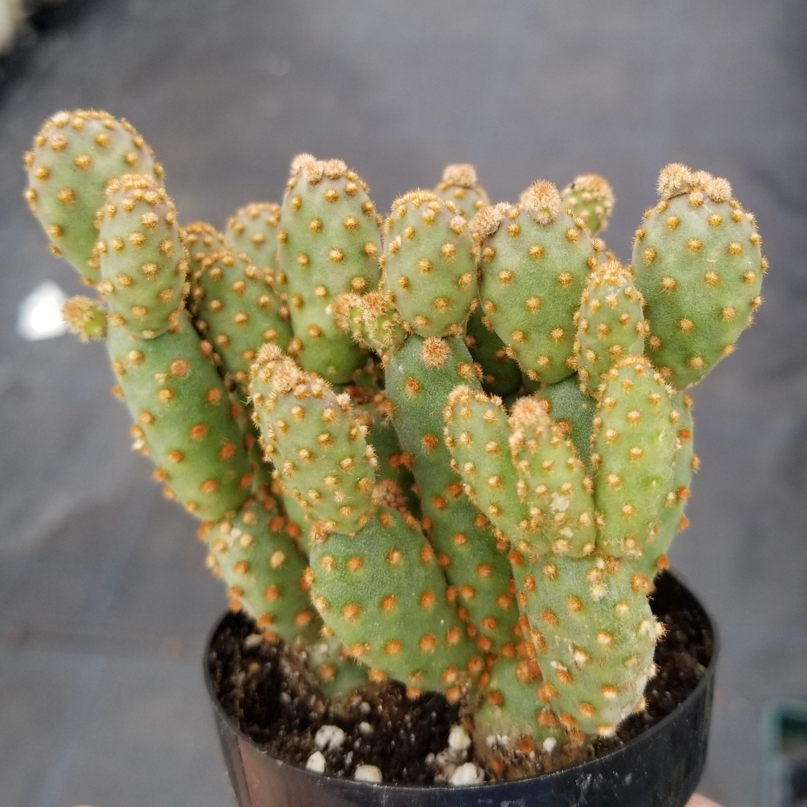 3 OPUNTIA RUFIDA MINIMA MONSTROSE RARE CACTUS SUCCULENT 2 INCH (5 CM) CUTTINGS gallery