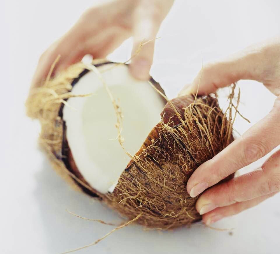 (3 PACK) FRESH WHOLE COCONUT HAND PICKED FRESH HARVEST FREE SHIPPING gallery