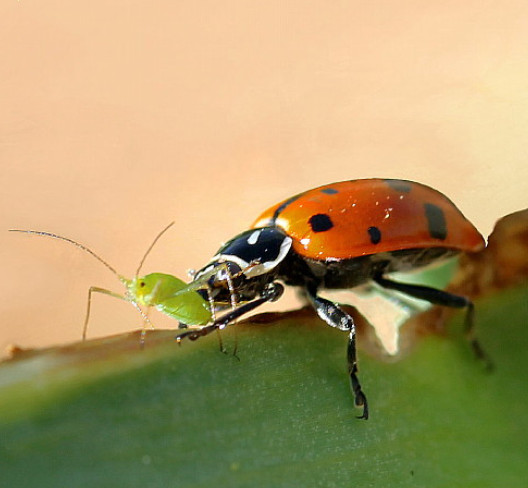 4500 Live Ladybugs + Hirt's Nature Nectar-Guaranteed Live Delivery- FreeShipping gallery