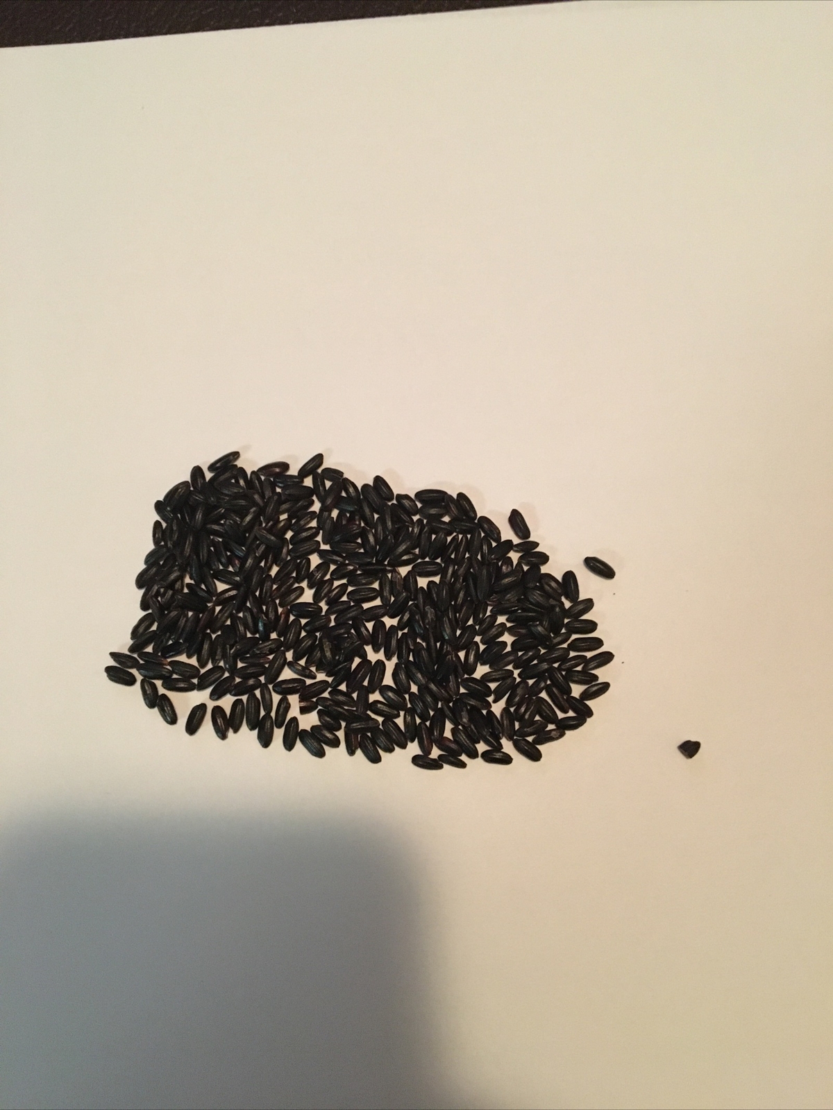 FAKE MOUSE POOP , GREAT PRANK!! Minimum 300 FAKE DROPPINGS gallery