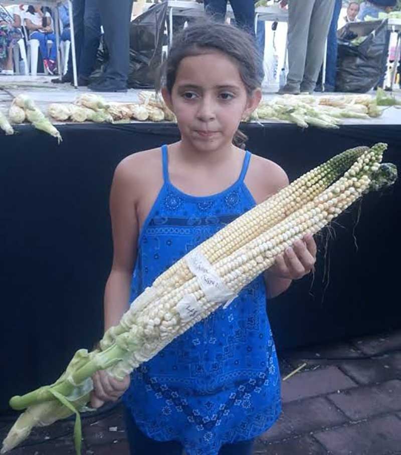 Nayarit Jala Blanco Corn Seeds (30) / MEXICAN HEIRLOOM / 13ft Stalks / 17in Cobs gallery