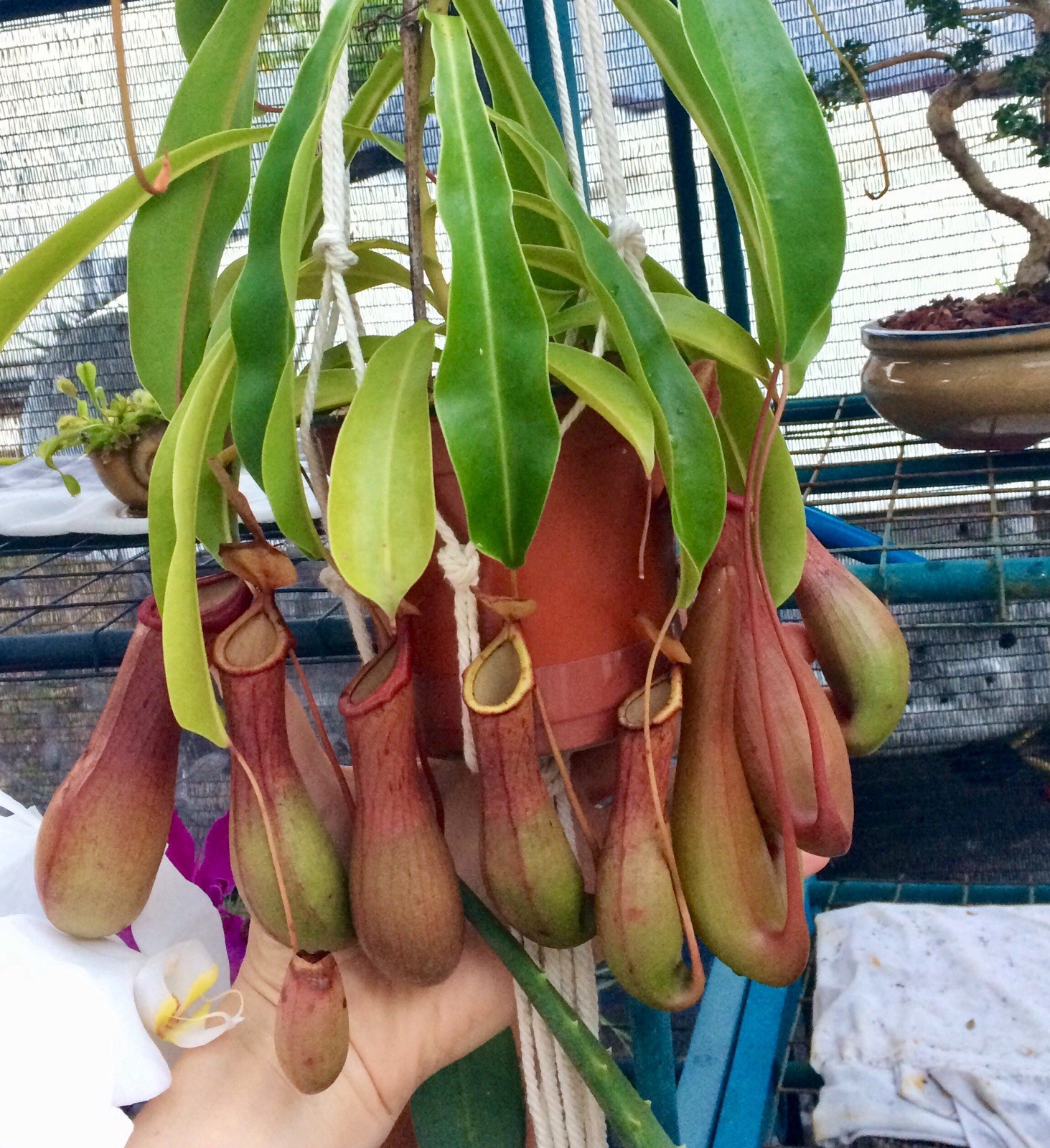 Nepenthes Ventricosa - Pitcher Plant - Live Tropical Carnivorous Plant gallery