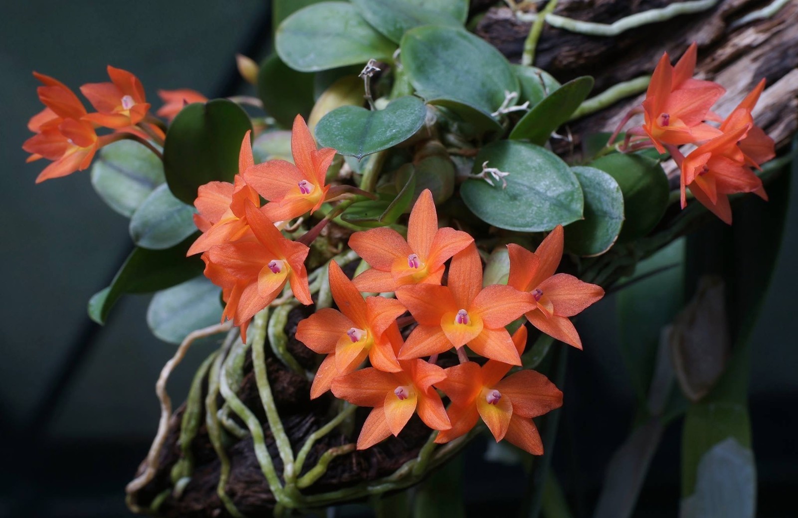 ORANGE BRAZIL MINIATURE CATTLEYA ORCHID SPECIES cernua BS mounted!! gallery