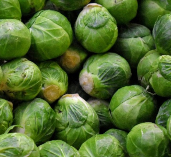 Brussel Sprouts LONG ISLAND IMPROVED Compact Most Popular Non-GMO 500 Seeds! gallery