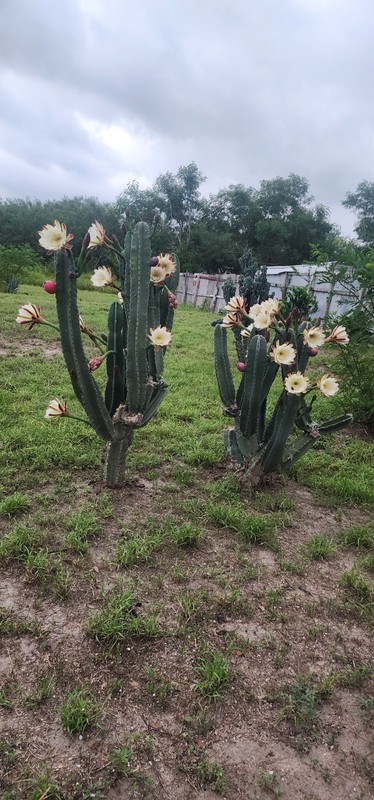 PERUVIAN APPLE CACTUS (Cereus peruvianus ) CUTTING 14 -17 "tall gallery