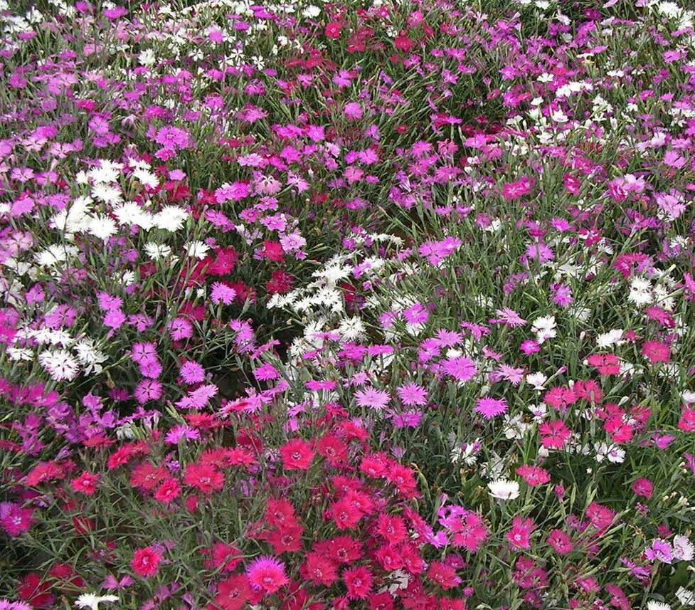 1oz Dianthus Cottage Pinks Mixed Flower Seeds Dianthus plumarius (23,000 Seeds) gallery