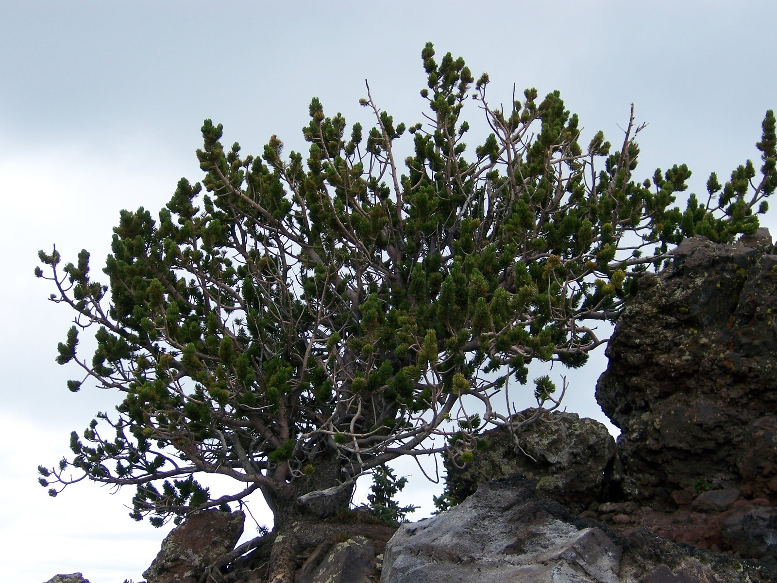 Bristlecone Pine, Pinus aristata, Tree Seeds (Evergreen, Bonsai) gallery