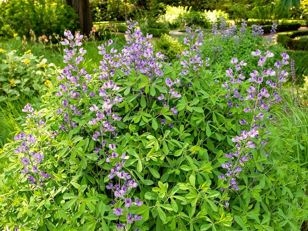 Live BLUE FALSE INDIGO + Baptisia Australis - [Pint Pot] - Perennial