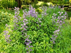 Live BLUE FALSE INDIGO + Baptisia Australis – [Pint Pot] – Perennial