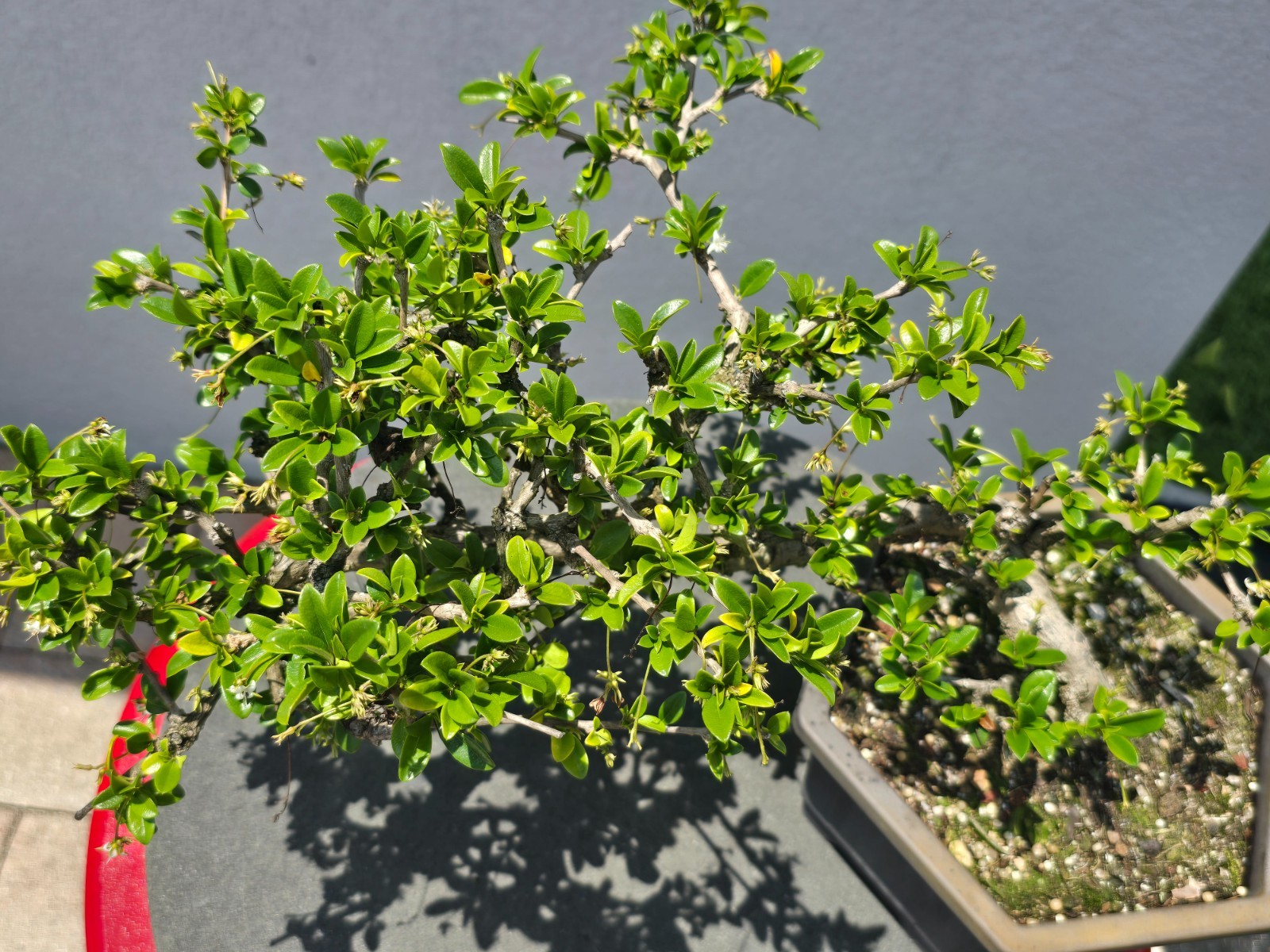 Fukien Tea bonsai cascading gallery