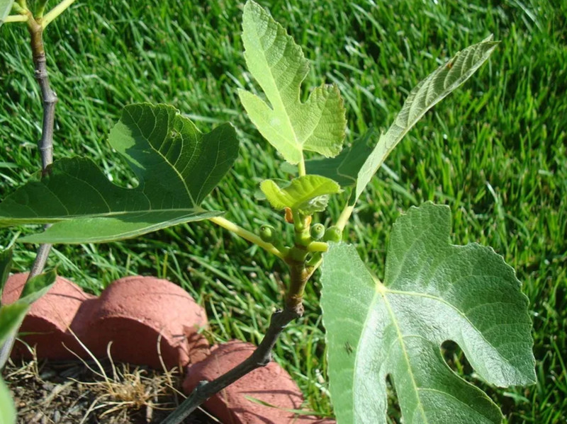 Live Celeste Fig Tree – Dwarf Sweet Brown Fig Variety – 4–6" Tall – Ships No Pot gallery
