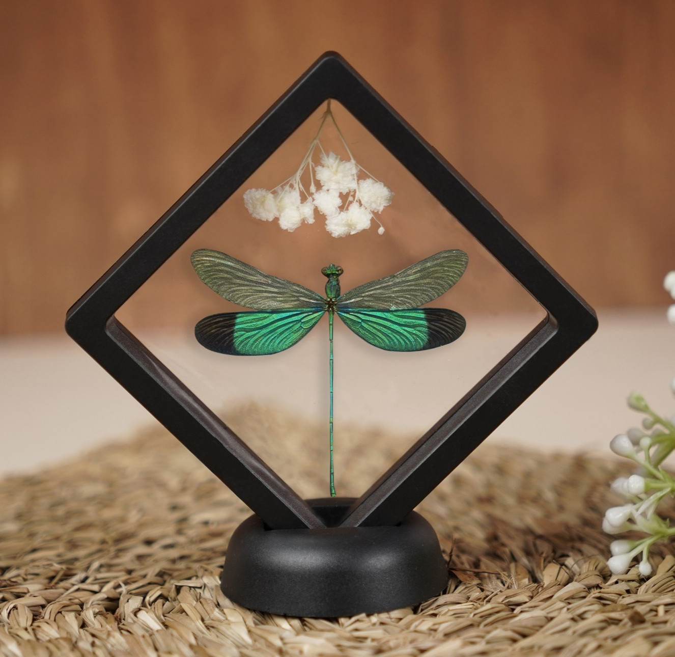 Real Clear Wings Dragonfly Framed Insect Bug Taxidermy Enotomology Decor gallery