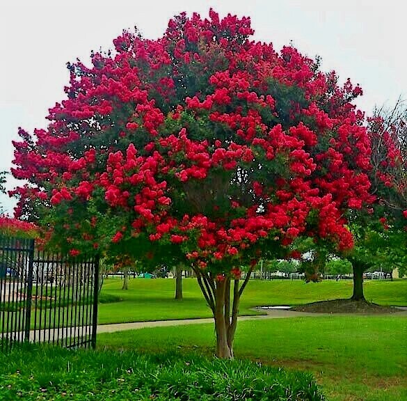 CRAPE MYRTLE TREE SEEDS Crepe (Lagerstroemia Indica) Fast Lilac Flower Plant gallery