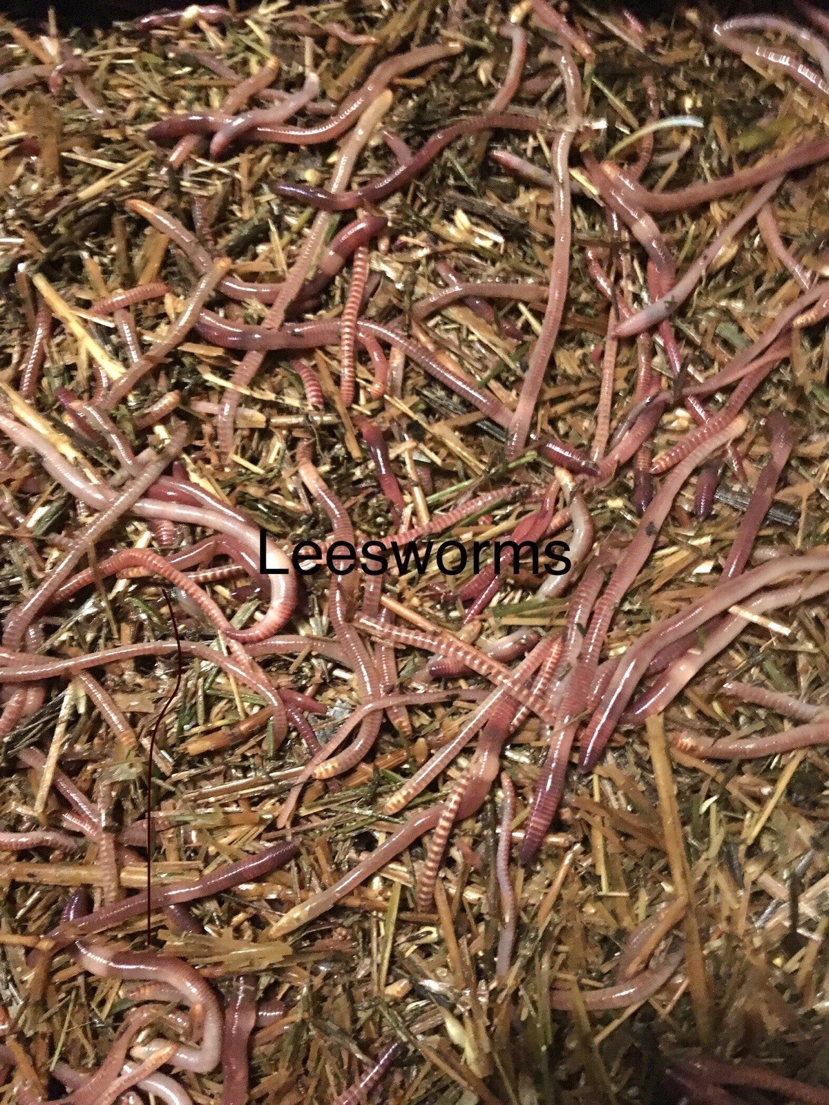 1lbs Red wiggler Composting worms gallery