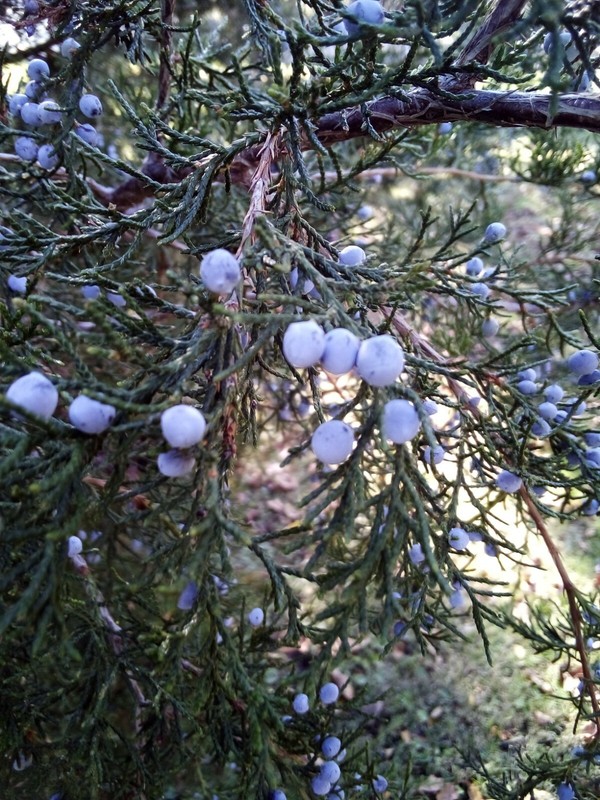 30 SEEDS EASTERN RED CEDAR gallery