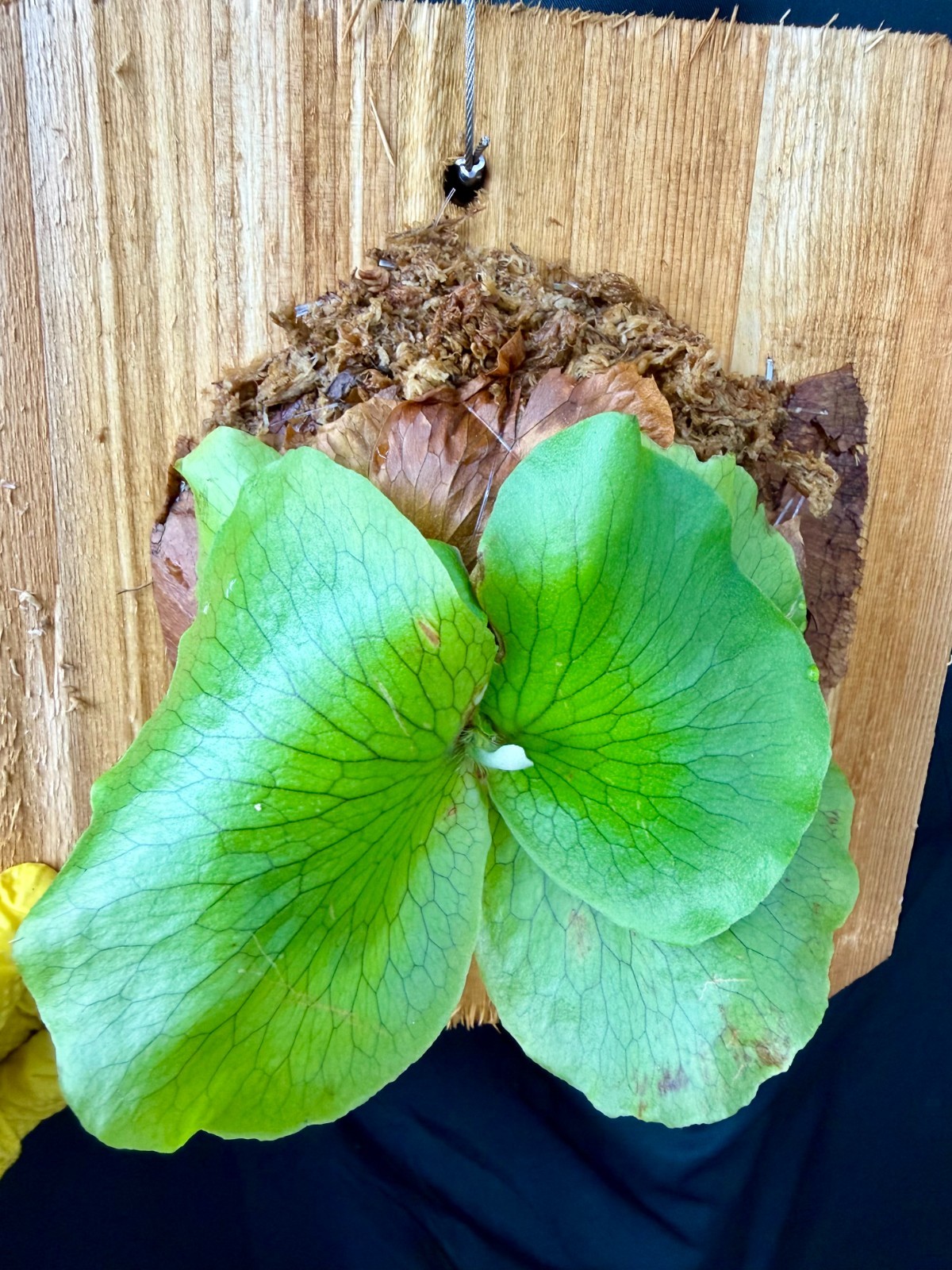 PLATYCERIUM ELLISOTIS - Beautiful staghorn fern! - ornate cedar mounted! gallery