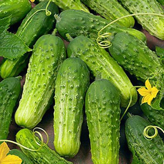Boston Pickling Cucumber Seeds | Heirloom / Non-GMO | Free Shipping | 1061 gallery