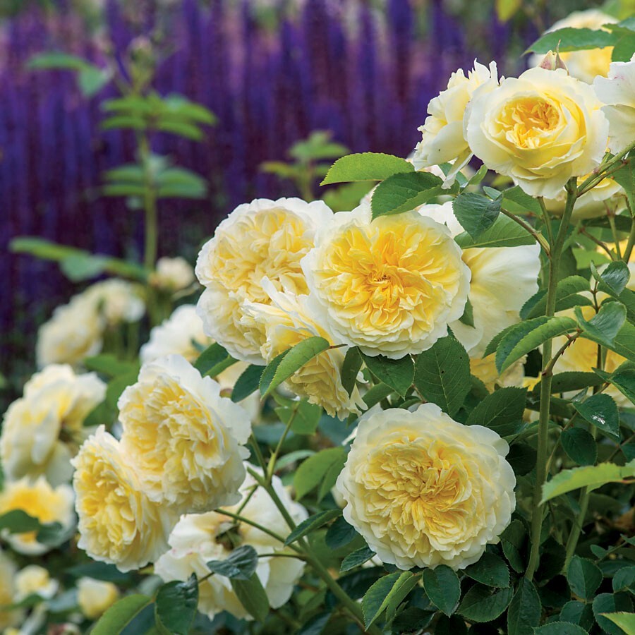 20pcs Yellow Climbing Rose Seeds - Rare Non-GMO Heirloom Variety for Your Garden gallery