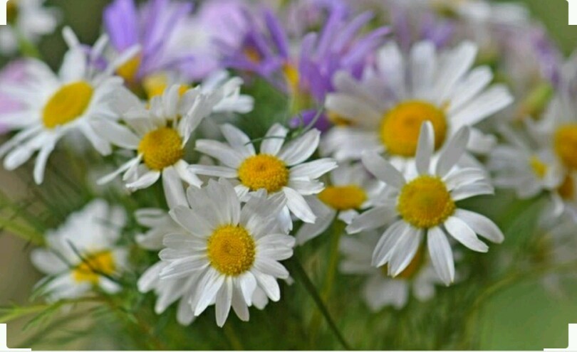 500 GERMAN CHAMOMILE Seeds -Open Pollinated-Organic-Non GMO gallery