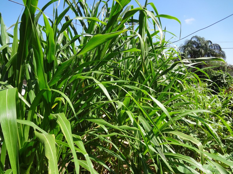 TEOSINTE Nitrogen-Fixing Corn Ancestor (Zea mays ssp. mex./parviglumis) SEEDS gallery