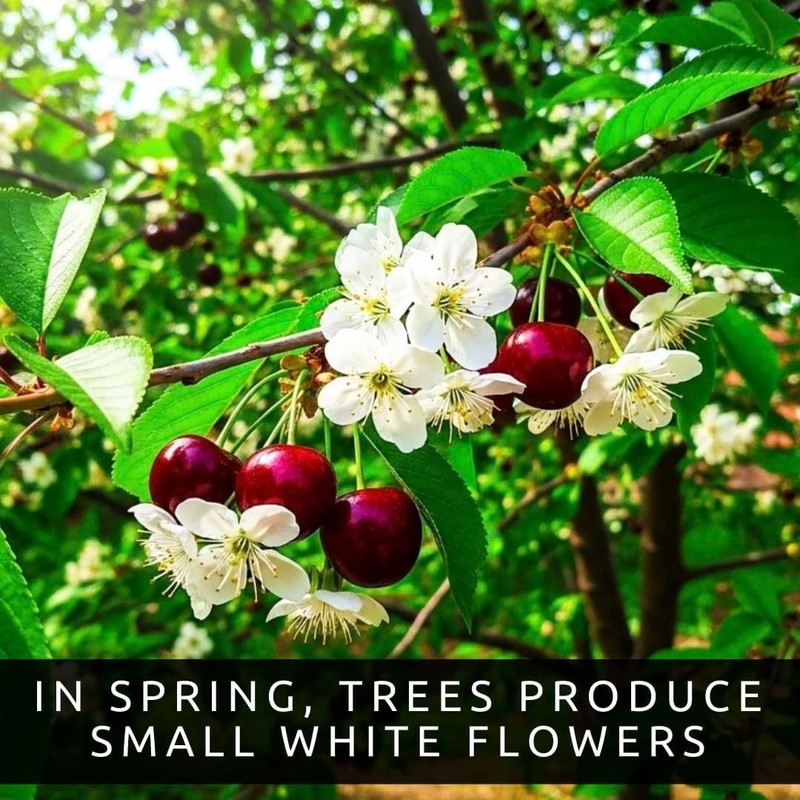 Black Cherry Fruit Tree Live Plant Seedling - Prunus Serotina, Great for Home an gallery