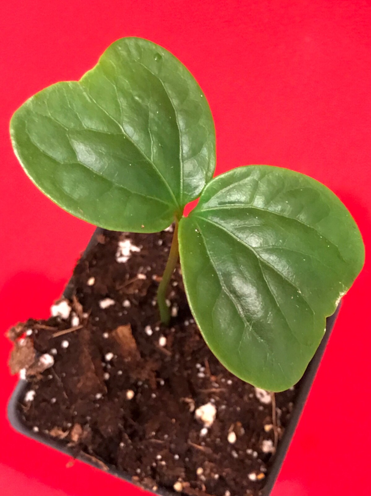 Burmese Grape Baccaurea Ramiflora Mafai Latkon Tropical Fruit Potted Tree Plant gallery