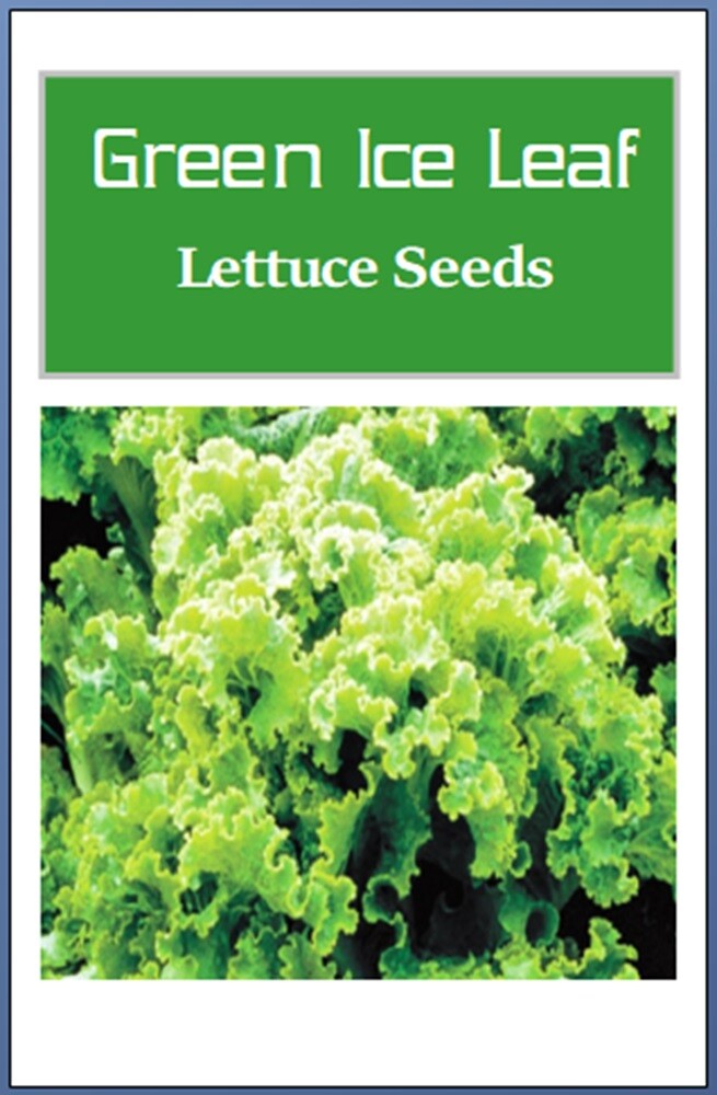 Green Ice Leaf Lettuce Seeds | NON-GMO | Heirloom | Fresh Garden Seeds gallery