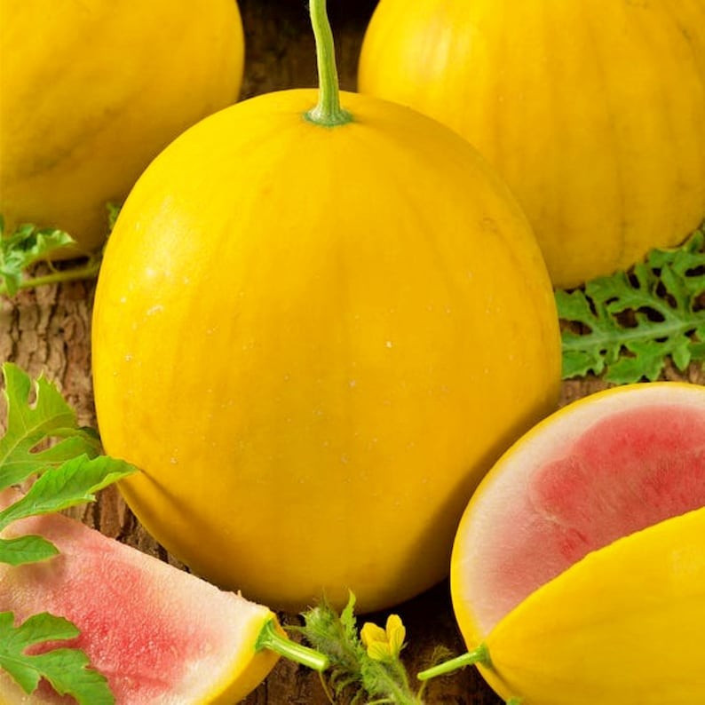 12 Golden Midget Watermelon Seeds - Mini ---- Heirloom -- Non GMO -- Organic gallery