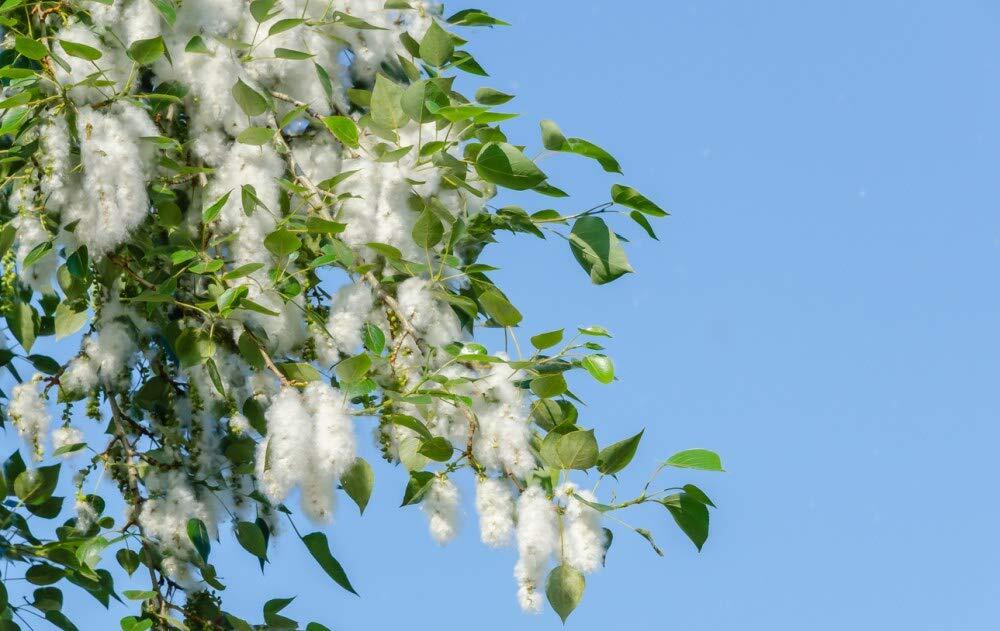 2 Cottonwood Tree Cuttings - Grow 2 Trees - Fast Growing Trees for Shade and Pri gallery