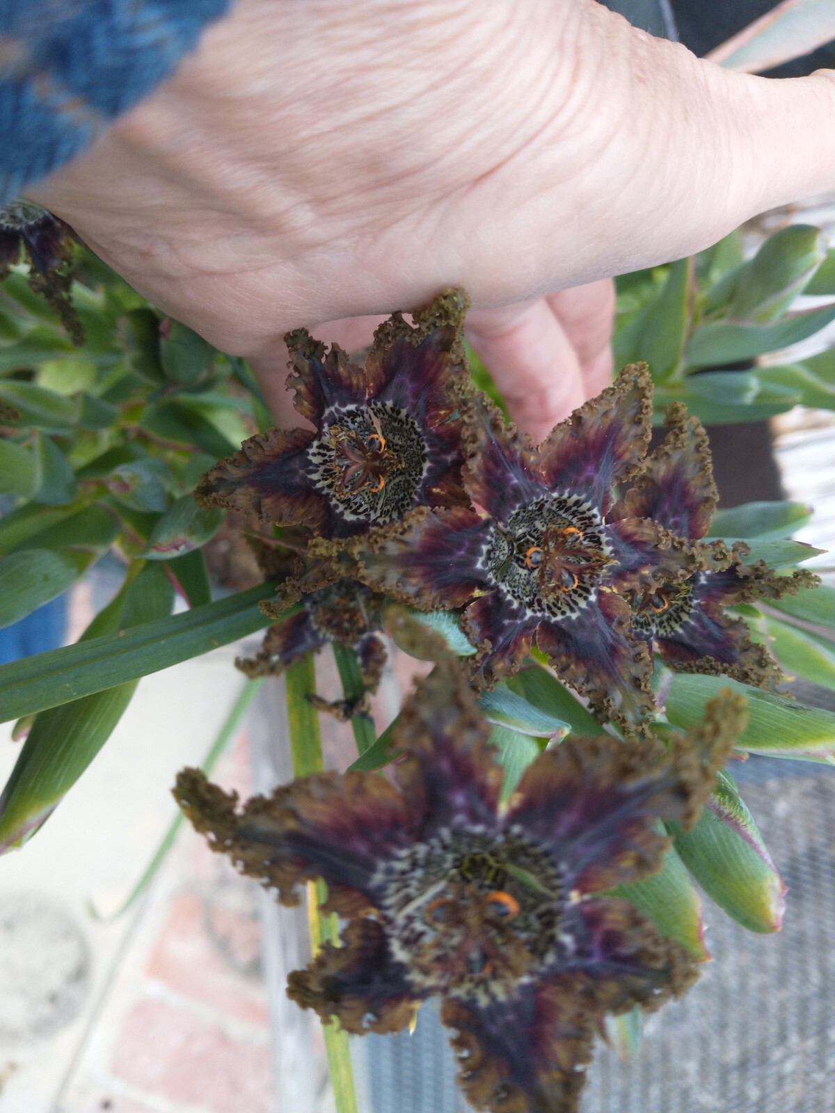 Ferraria crispa 1 Jumbo Corm Bulb Frilly Spotted Flowers Purple Red Olive Brown gallery
