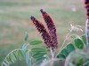 False INDIGO BUSH Amorpha Fruticosa - 150+ SEEDS gallery