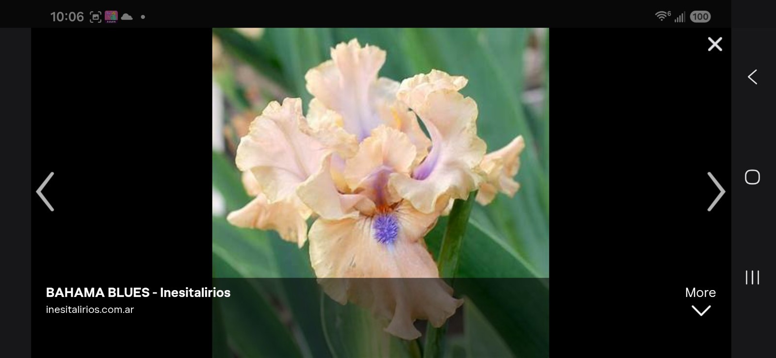 Bahama Blues Intermediate Bearded Iris (Iris) Peach Purple Flowering 2x Bogo gallery