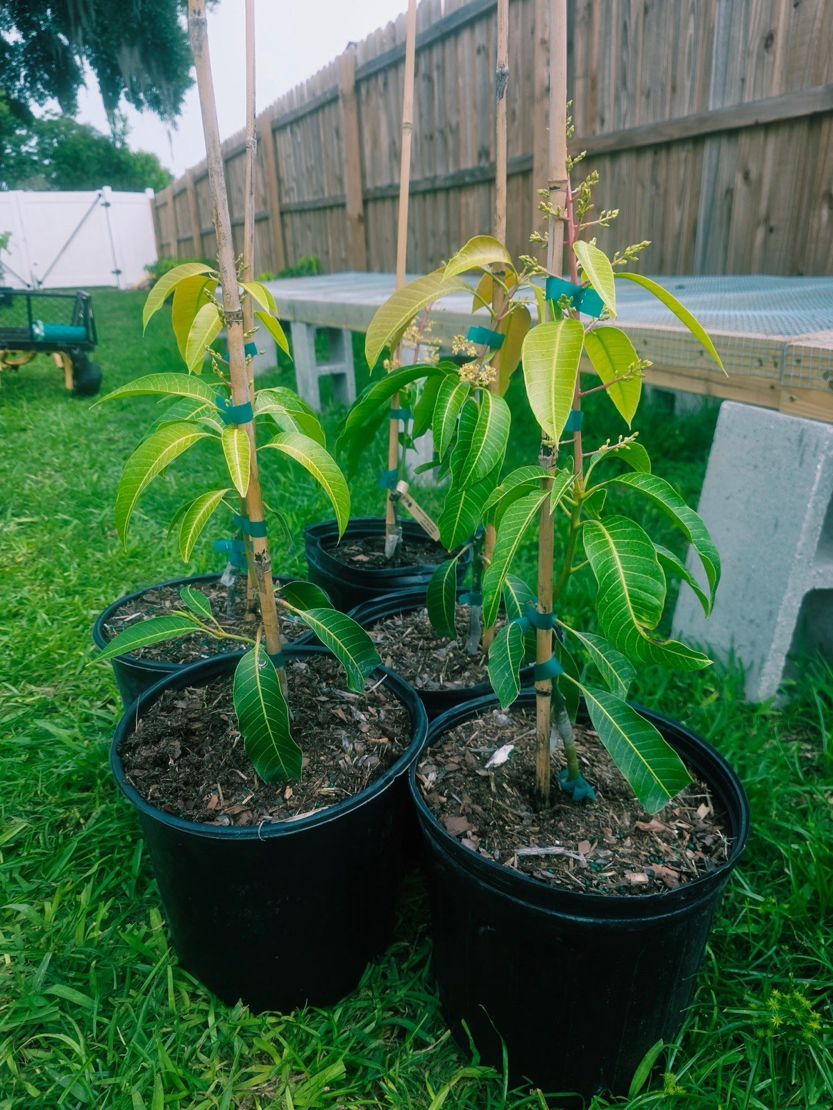 Flowering Coconut Cream Mango Grafted . Ship To All States. 3 Gallons gallery