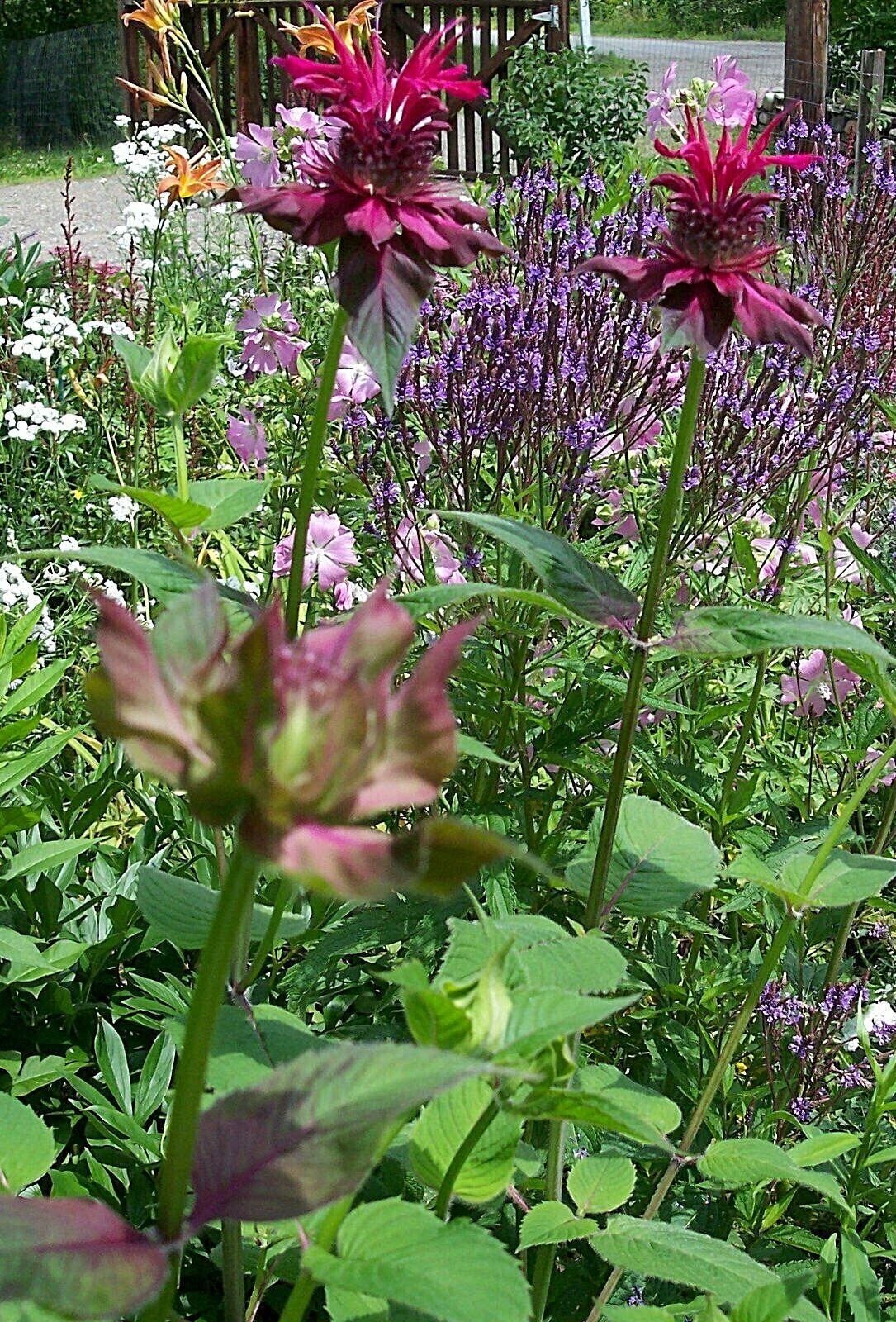 3 Monarda Raspberry Wine Bee Balm Mature Plants Hummingbird Butterfly Bee gallery