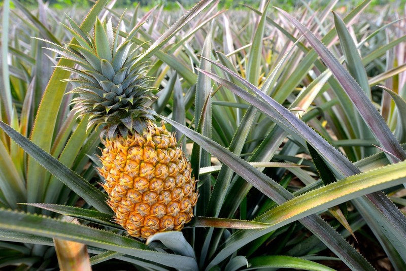 Diced Dried Pineapple - Kosher, Vegan - by Food To Live gallery