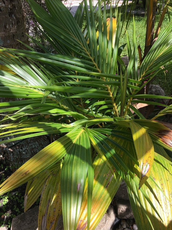 Coconut Tree Live Palm Sprouted Ready To Plant FREE SHIPPING gallery