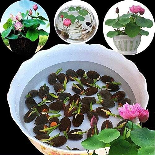 10pcs Pre-Sprouted Mixed Color Bonsai Bowl Lotus Aquatic Plants Ready to Thrive gallery