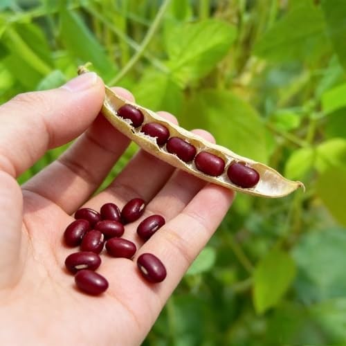 CarpetC 200+ Red Bean Seeds for Planting, Phaseolus vulgaris Heirloom Pole gallery