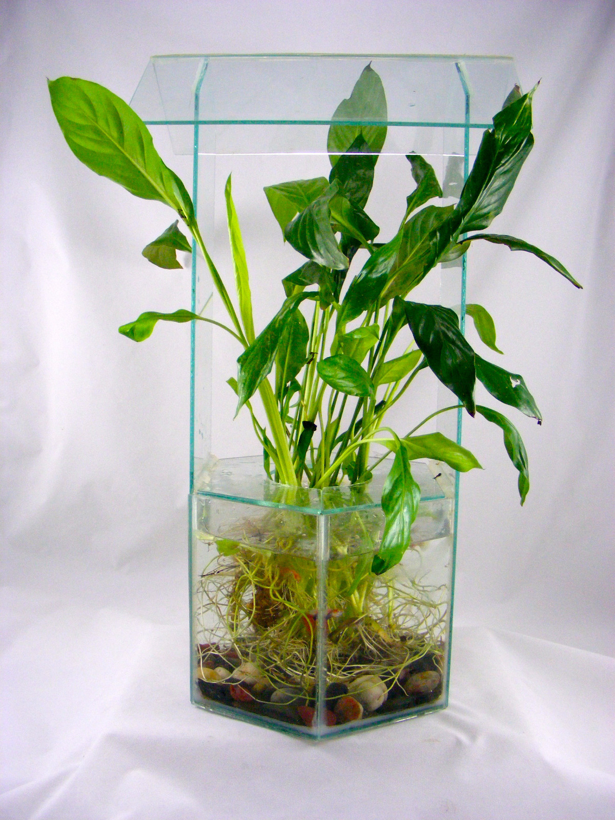 Peace lily (white Flag) live Terrarium & Aquarium plant (Small Plant with Roots) gallery