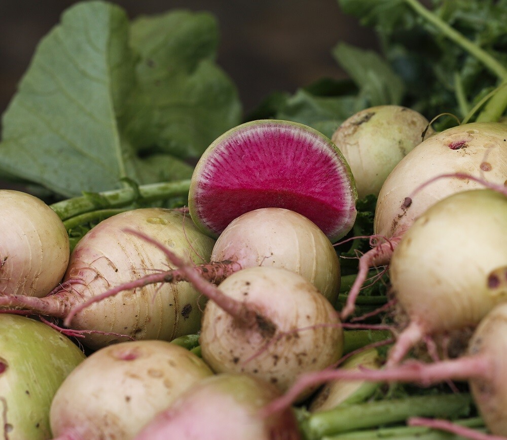 Watermelon Radish Seeds | Non-GMO | Heirloom | Fresh Vegetable Seeds gallery