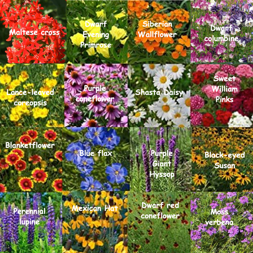 Bulk Wildflower Seed Mix - 1 Pound, All Zones Perennial Mix, Covers 2,000 SQFT gallery