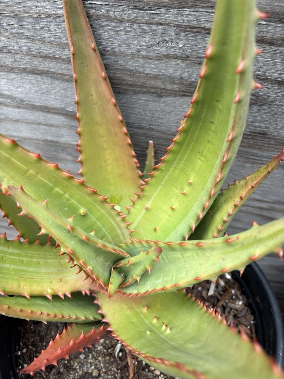 Silver White Variegated Tree Aloe Hybrid Seedling!! Erik the Red X Red Ferox!!! gallery