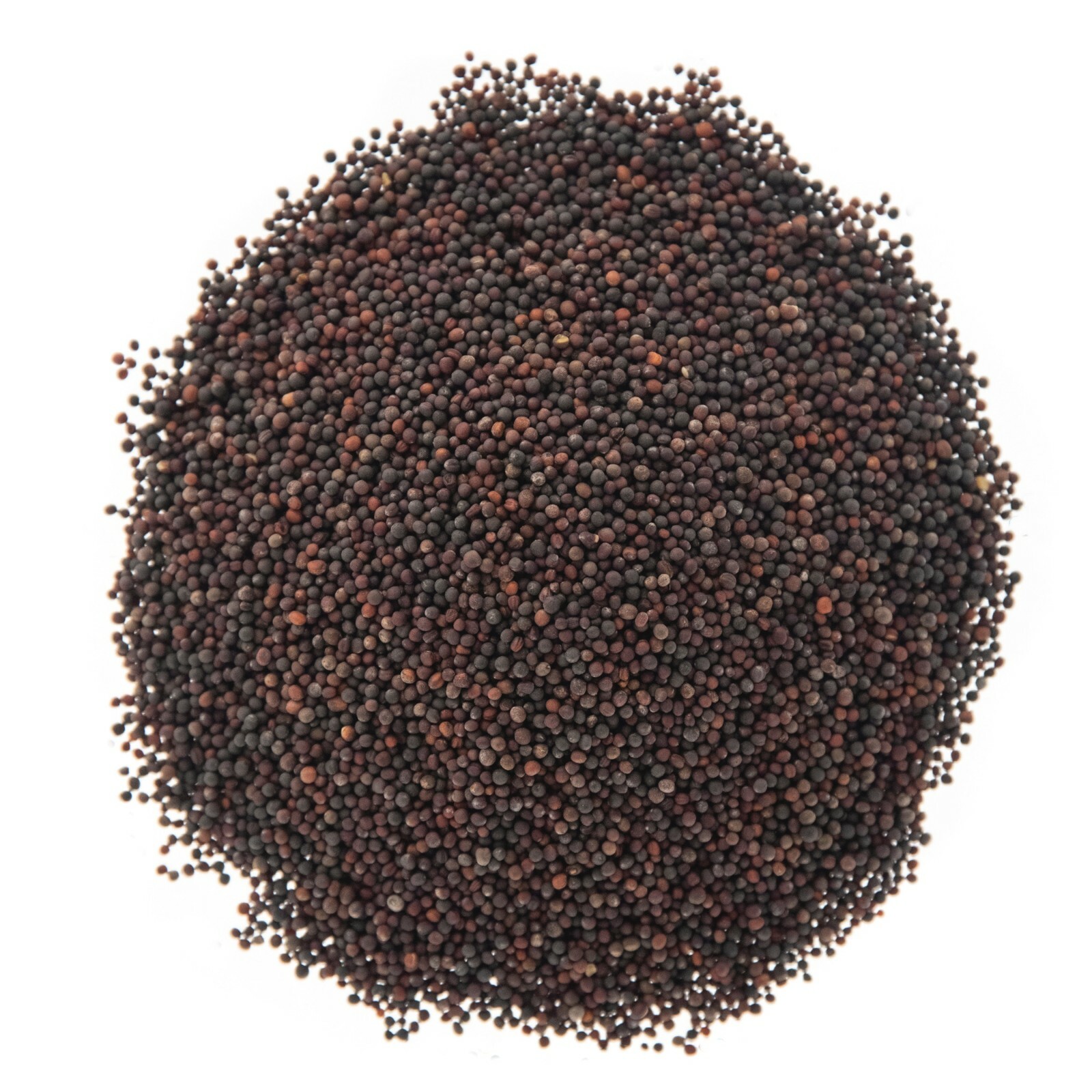 Broccoli Seeds for Sprouting & Microgreens | Non-GMO | Rainbow Heirloom Seed Co gallery