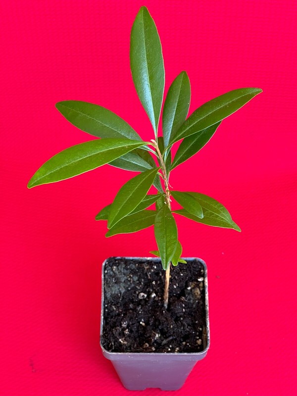 Pitomba BIG Fruit Selection Eugenia Luschnathiana Pot Starter Starter Tree Pot gallery
