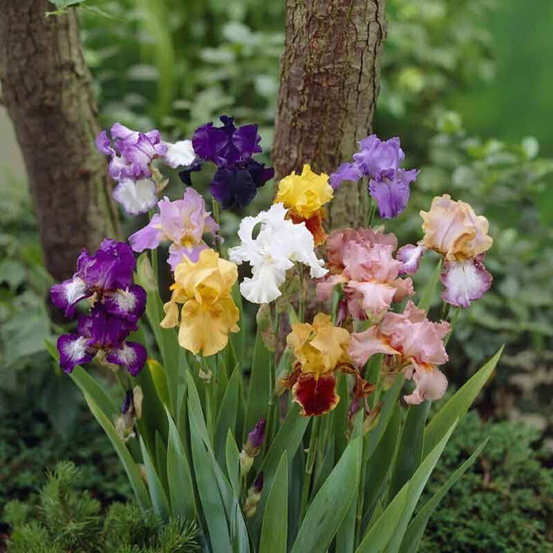5 starter Plants Random Mixture Tall Bearded Iris Freshly Dug gallery